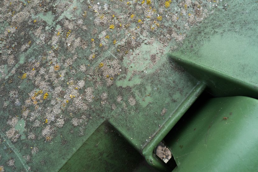 Lichens Lullier-9